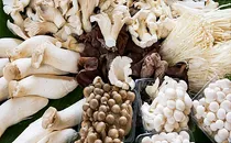 Top 4 benefits wild mushrooms