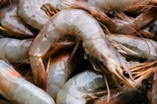 photo of gray shrimp