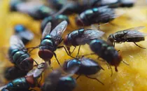 Bug Bites Pictures: Identifying Bugs and Bug Bites