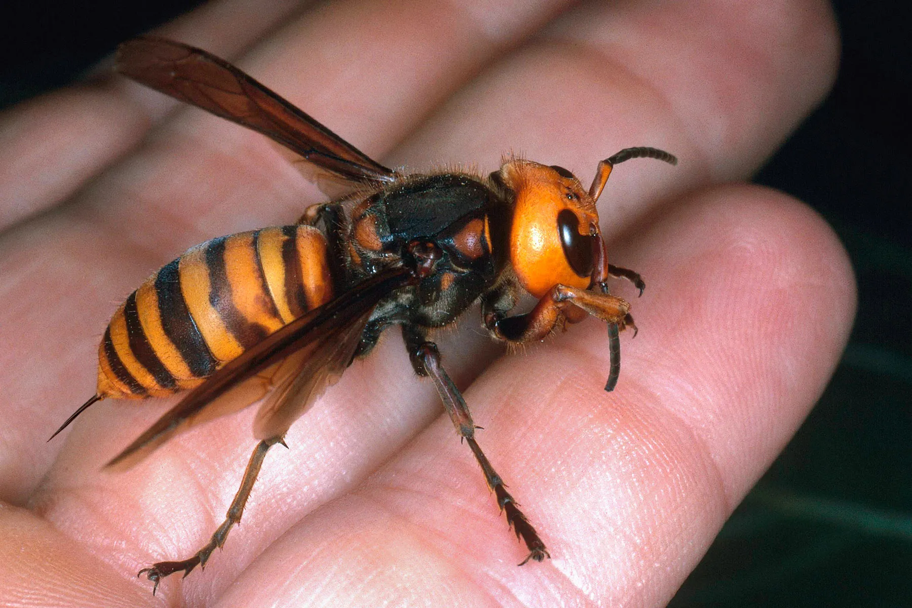 Big Insects That Look Like Bees