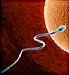 sperm swimming toward egg illustration
