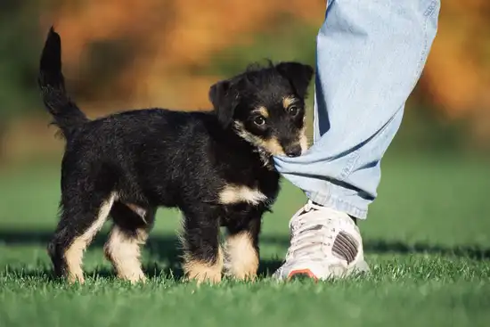 puppy tugging on pants leg