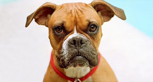 Common Health Problems for Popular Dog Breeds in Pictures