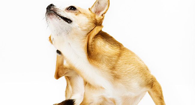 Pictures of Skin Problems in Dogs: From Dandruff to Ringworm