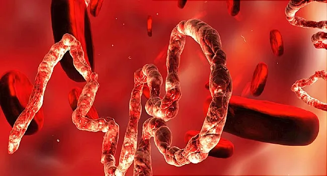ebola in bloodstream