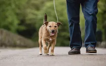 photo of man walking dog