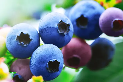 photo of blueberries on plant