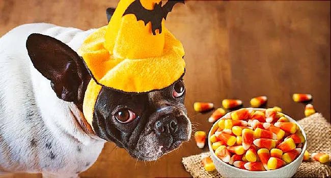 dog in halloween hat wanting candy corn