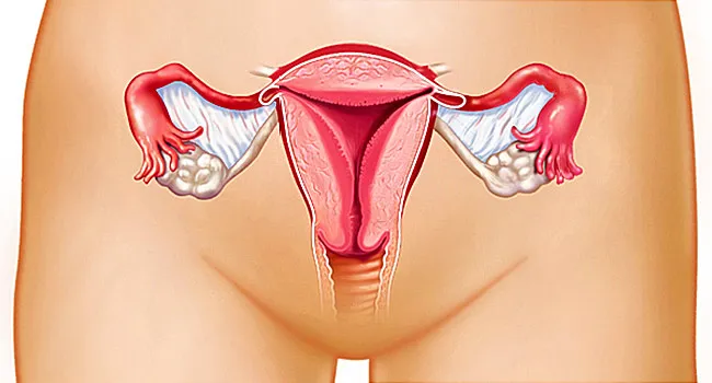 uterus anatomy illustration