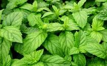 Health Benefits of Peppermint