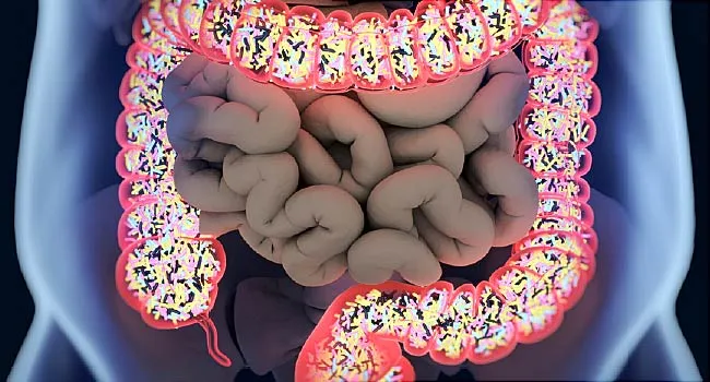 How Your Gut Health Affects Your Whole Body