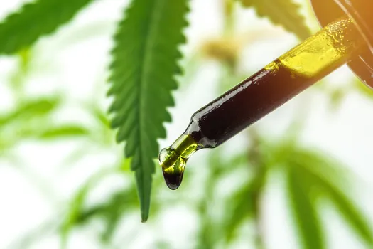 photo of marijuana plant ad cbd oil