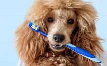 How to Brush Your Dogâs Teeth