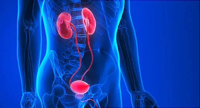 kidneys and bladder anatomy