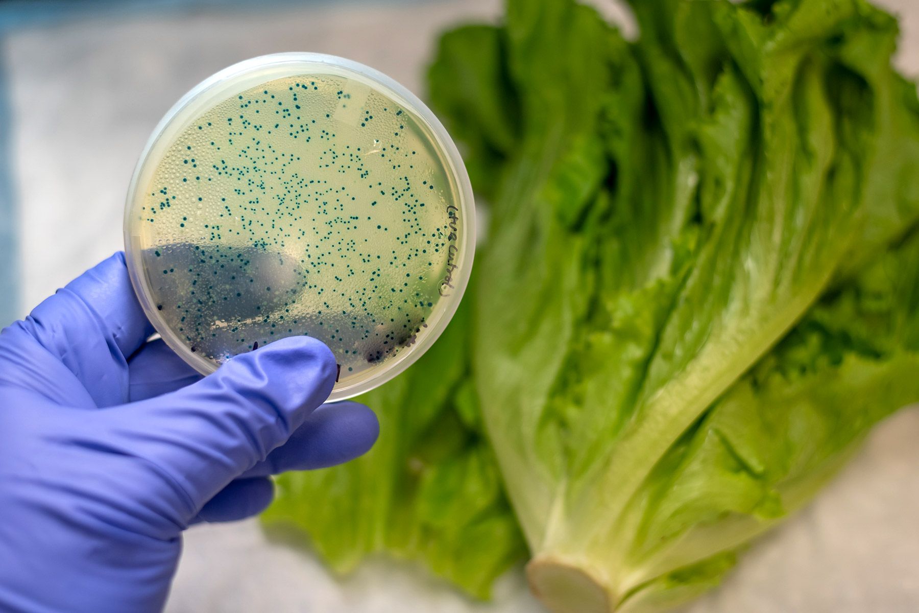 More Cases in E. Coli Outbreak Tied to Wendy's Restaurant Lettuce