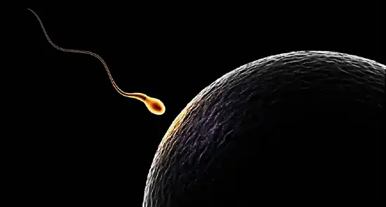 sperm approaching ovum