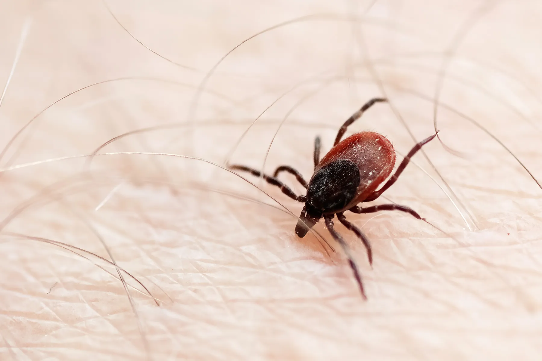 Targeting Ticks and Lyme Disease With Gene Editing