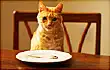 cat at table