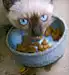 Siamese cat eating from bowl