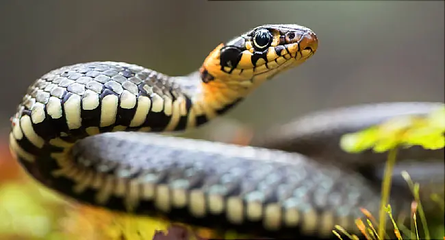 grass snake close up