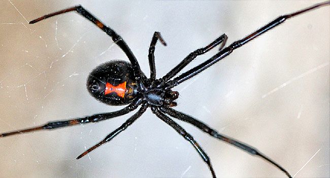 Spider Bites Pictures To Identify Spiders And Their Bites