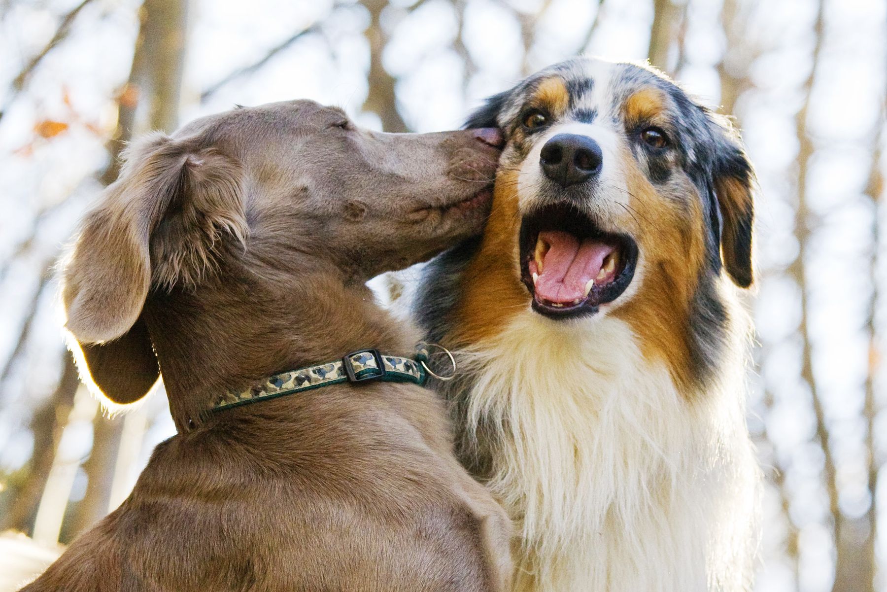 Surprising Things You Didn&#39;t Know About Cats and Dogs