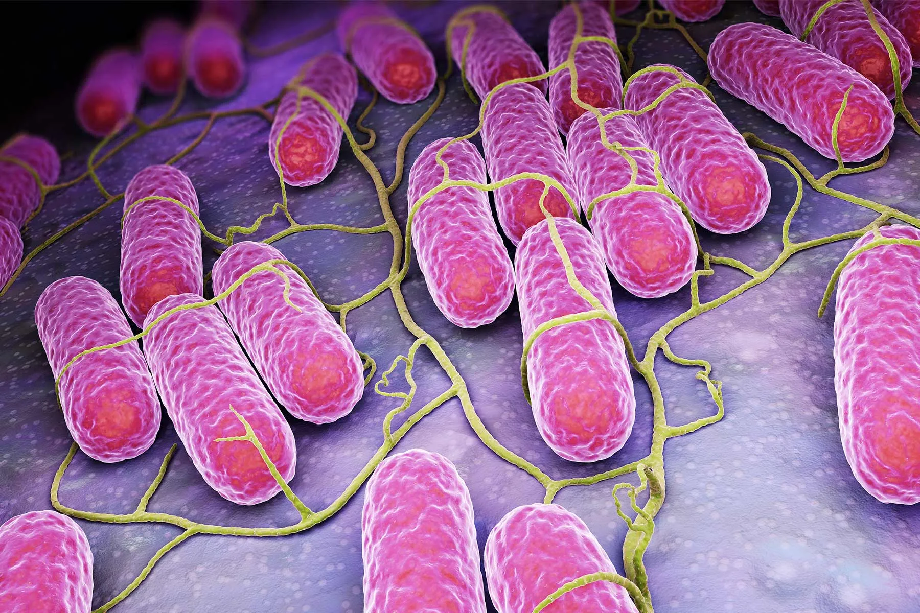 salmonella bacteria