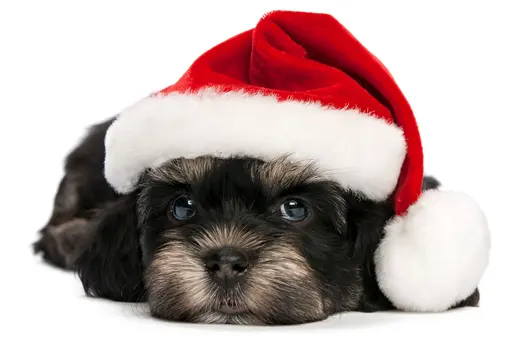 dog wearing christmas santa hat