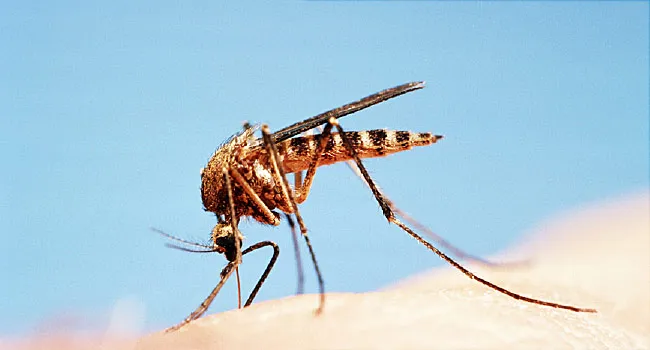 Tests of Genetically Modified Mosquitoes Prove Positive