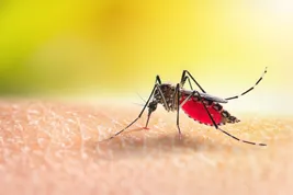 photo of mosquito sucking blood