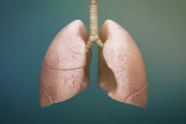 photo of 3D lungs