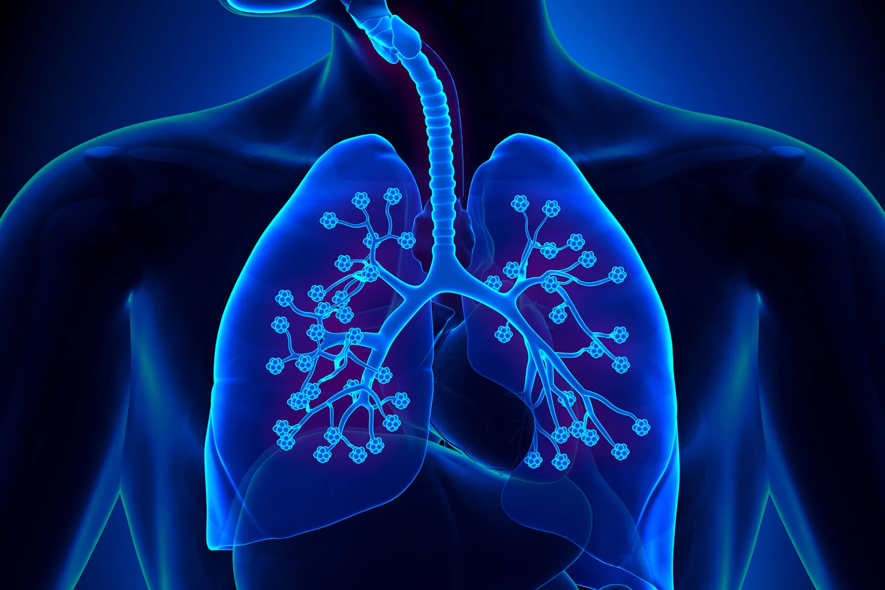 lungs anatomy detailed alveoli
