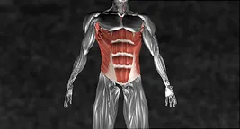muscle illustration