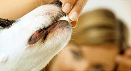 pet owner feeding dog