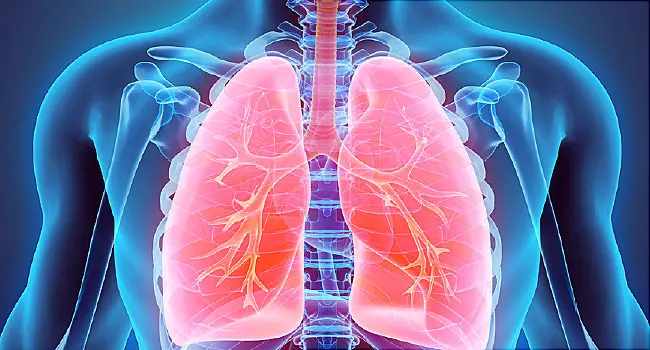 lung illustration