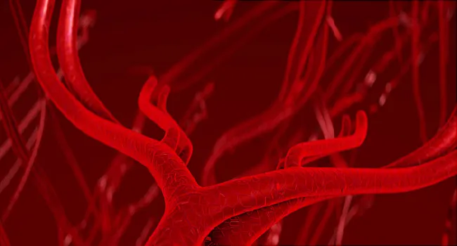 arteries graphic illustration