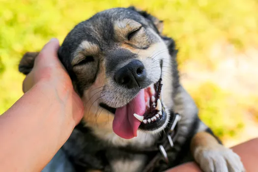 photo of happy dog