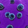microscopic view of chlamydia
