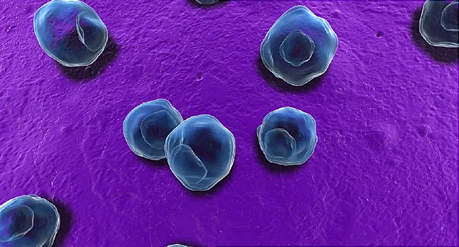 microscopic view of chlamydia