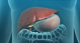 internal view of gallbladder