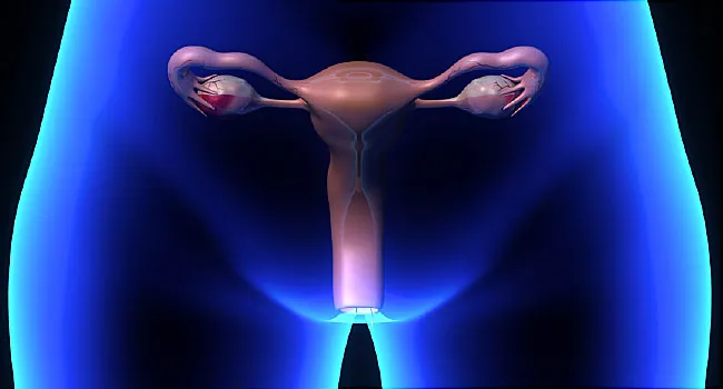 illustration of vagina