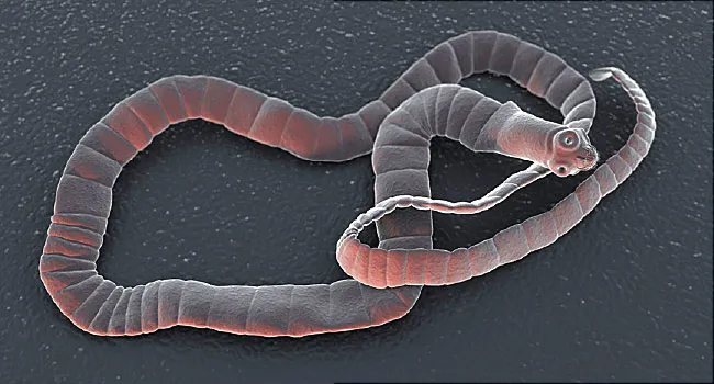 Tapeworm noi Parazit de tapeworm,
