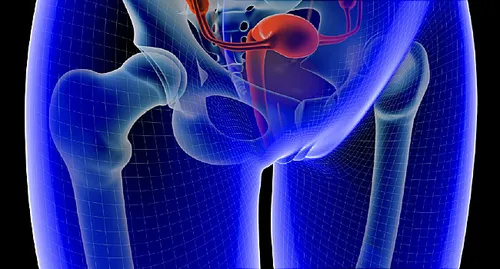 illustration of uterus