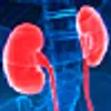 internal view of kidneys