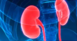 internal view of kidneys