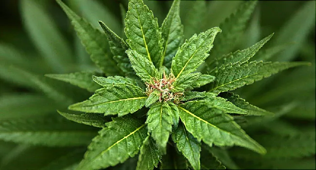 Wofür wird medizinisches Marihuana verwendet?