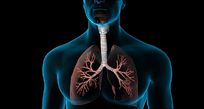 Image result for LUNGS