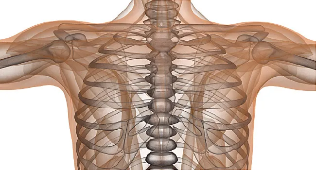 skeletal system graphic illustration