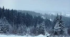 winterscape