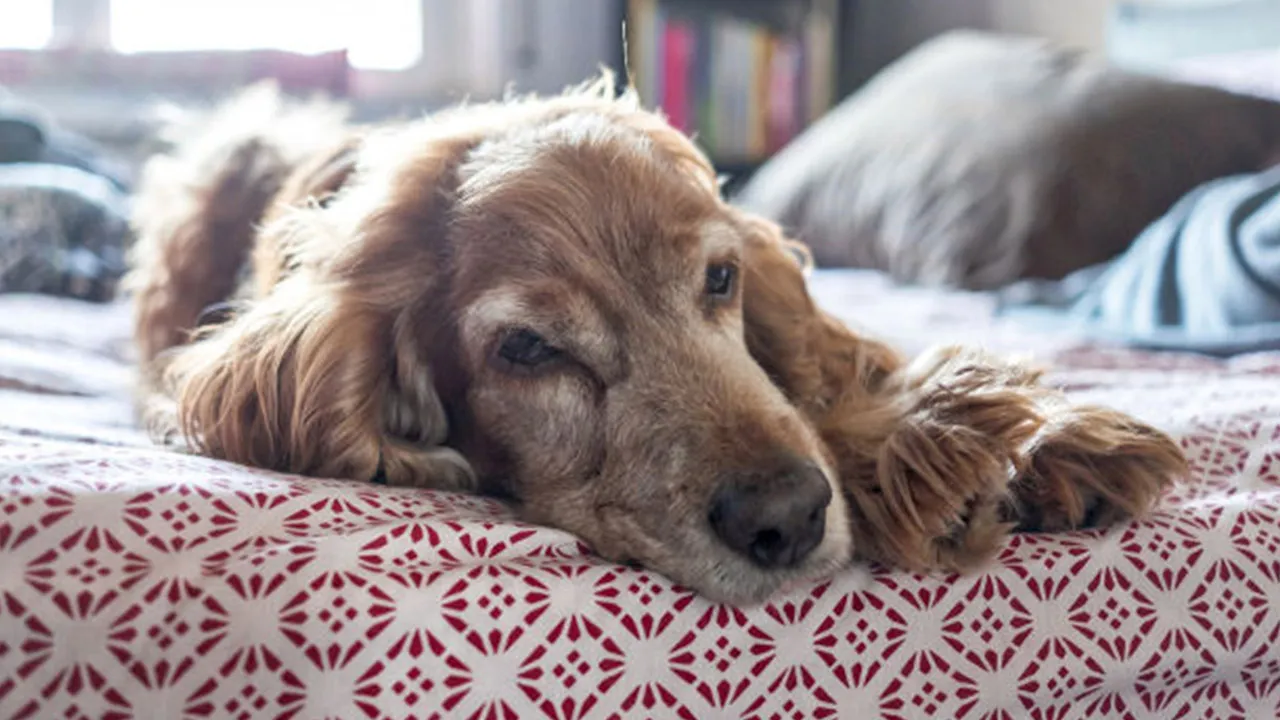 dog congestive heart failure symptoms, treatments, causes